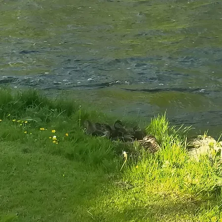 Lossi 8-6 Lonny Joevaatega Appartement *