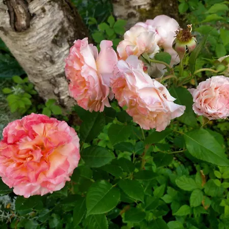 Lossi 8-6 Lonny Joevaatega Апартаменты Пылтсамаа