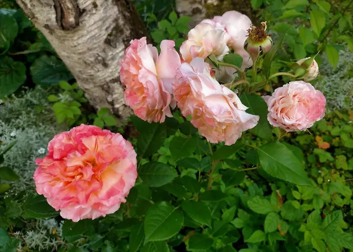 Lossi 8-6 Lonny Joevaatega Апартаменты Пылтсамаа